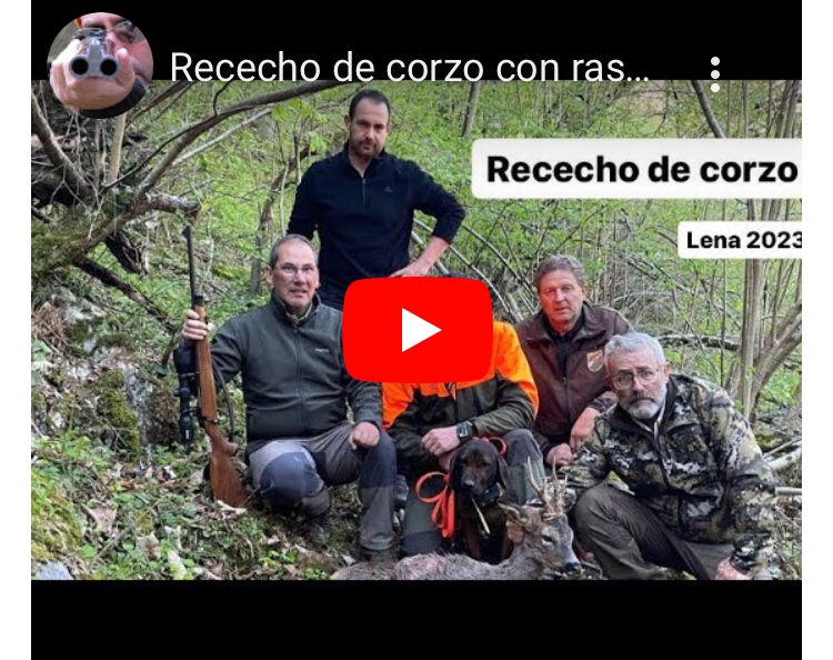 Rececho de corzo con rastreo de sabueso de Baviera. apuntomichelcoya.com/blog/rececho-d…