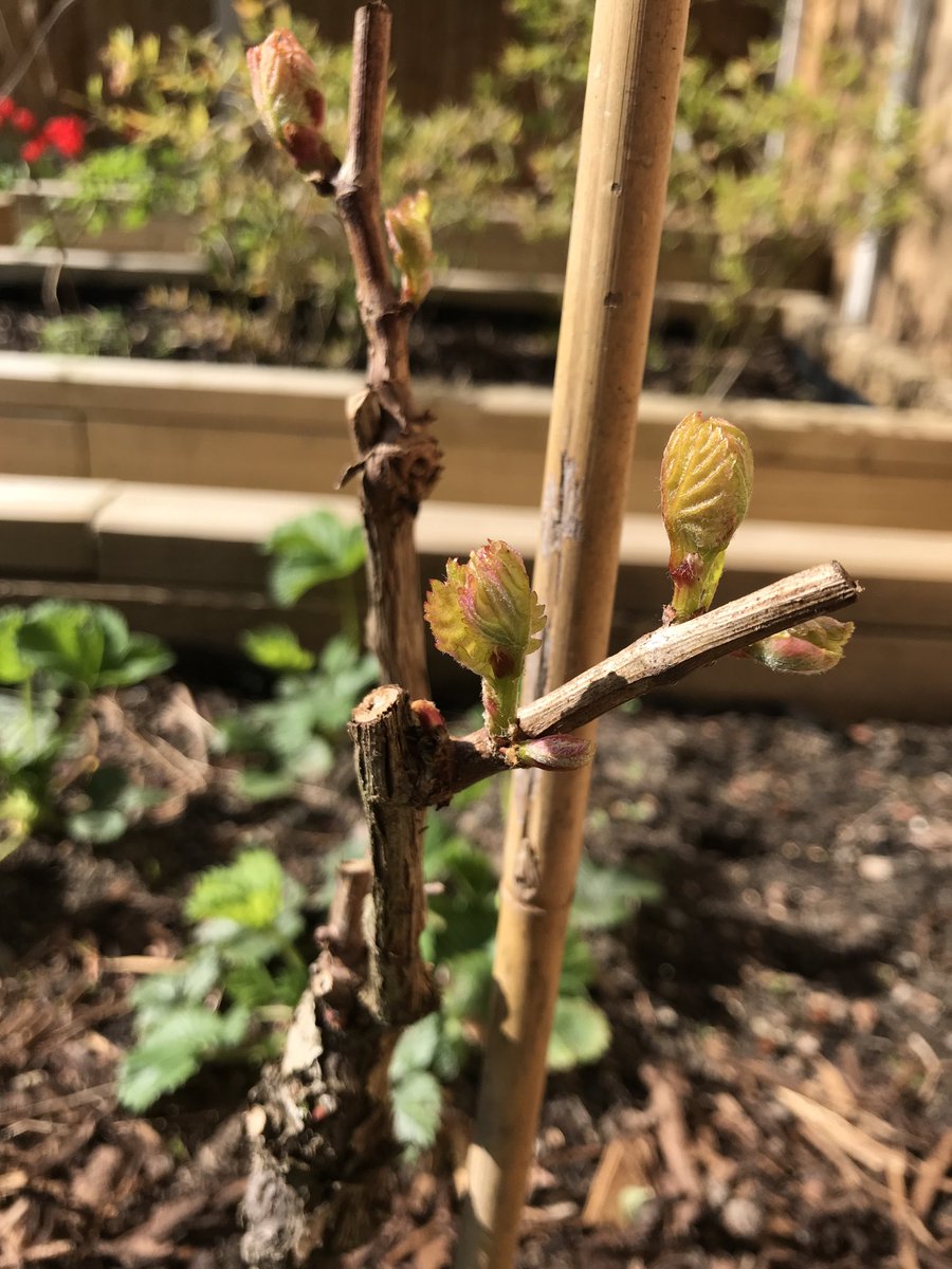 I’m excitedly calling this BUD BREAK for what might be Nottingham’s only Gamay vine(!)!

This is year 2. What excitement might be in store this year? One day, maybe grapes? Bring on that midlands / northern English summer…