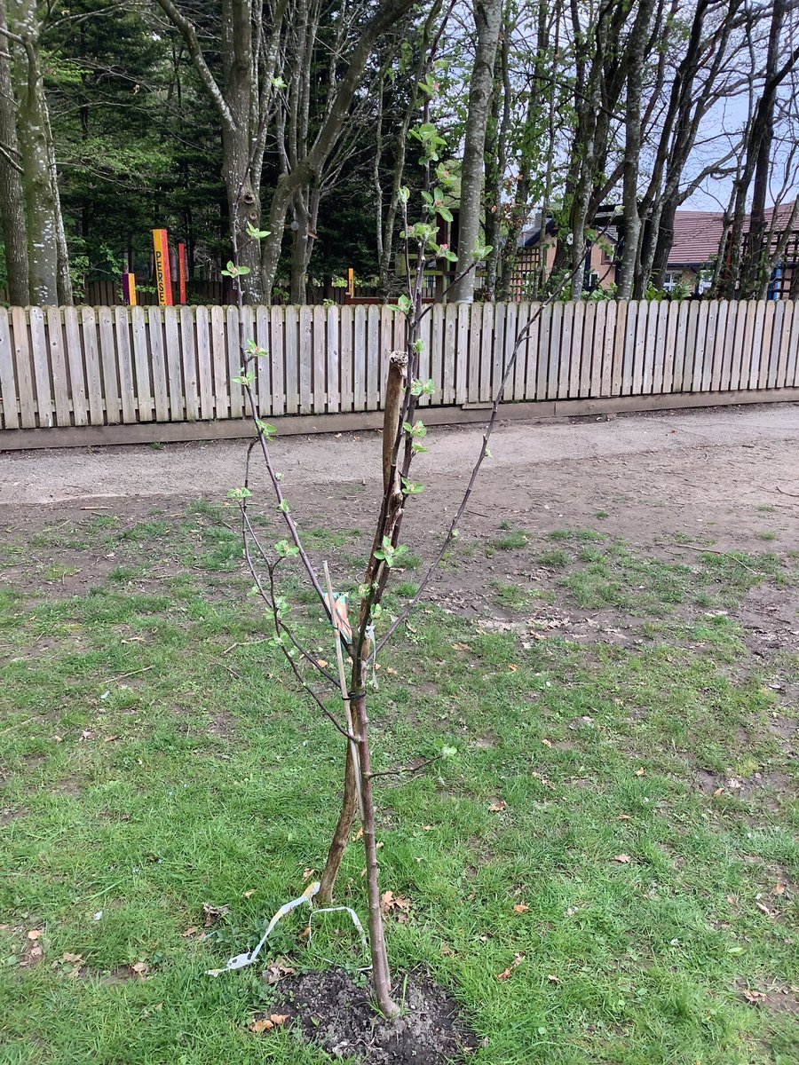 StPhilipsY2B's tweet photo. In Science today, we observed local trees closely and then labelled the key features of a tree. 🌳 @StPhilipCEAP https://t.co/xZpQv9tuJe
