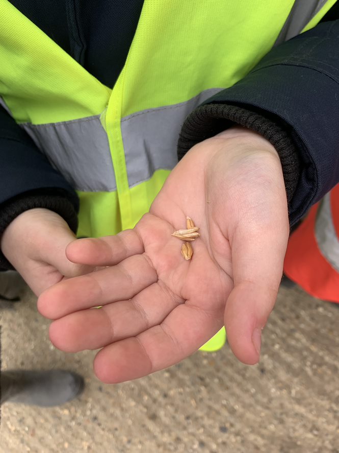 C22education's tweet photo. Yesterday, as part of this term’s Farm to Fork theme, Starlings Class from @Catch22's Include School Suffolk kicked off the Summer term by paying a visit to Shimplings Farm. Here, they had a tour of the site and learned about how our food is grown and harvested. 🌾 https://t.co/E0xjr2L4Ae