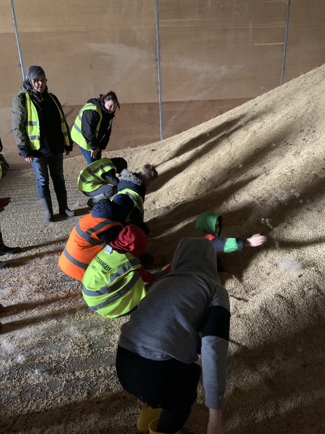 C22education's tweet photo. Yesterday, as part of this term’s Farm to Fork theme, Starlings Class from @Catch22's Include School Suffolk kicked off the Summer term by paying a visit to Shimplings Farm. Here, they had a tour of the site and learned about how our food is grown and harvested. 🌾 https://t.co/E0xjr2L4Ae