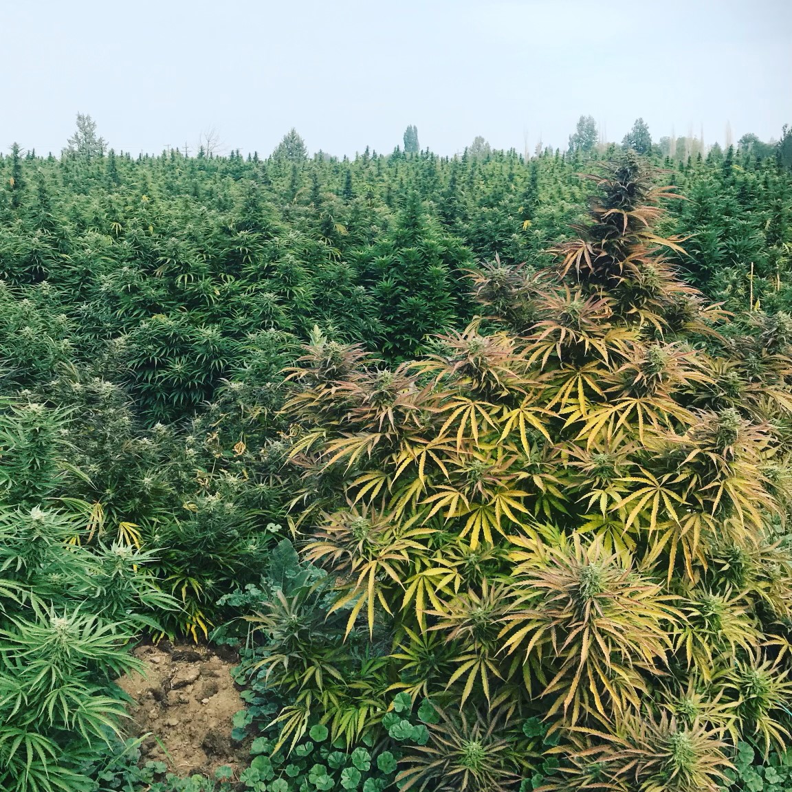lost_range's tweet photo. It’s almost here! The biggest day in #cannabis, #420, is an internationally-celebrated event. But what's it all about? And what does it have to do with #CBD? Let's find out: https://t.co/2h3kWDF1Hb
#420community #420life #cbd420 #420sale #lostrangecbd https://t.co/4qnYshAHLG