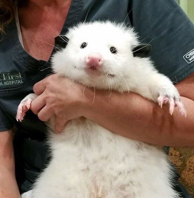 Possumeveryhour.io (@possumeveryhour) on Twitter photo 