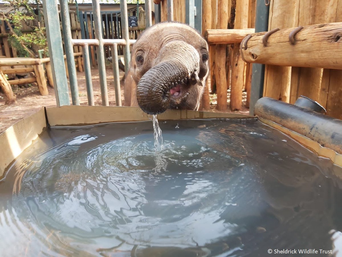 SheldrickTrust's tweet image. (2/3) In many ways, Mokogodo’s story reminds us of Lemeki’s – both sailed through their recoveries where most other infant calves would struggle. She also has a larger-than-life personality - although, unlike Lemeki, she leans more sweet than rascal!