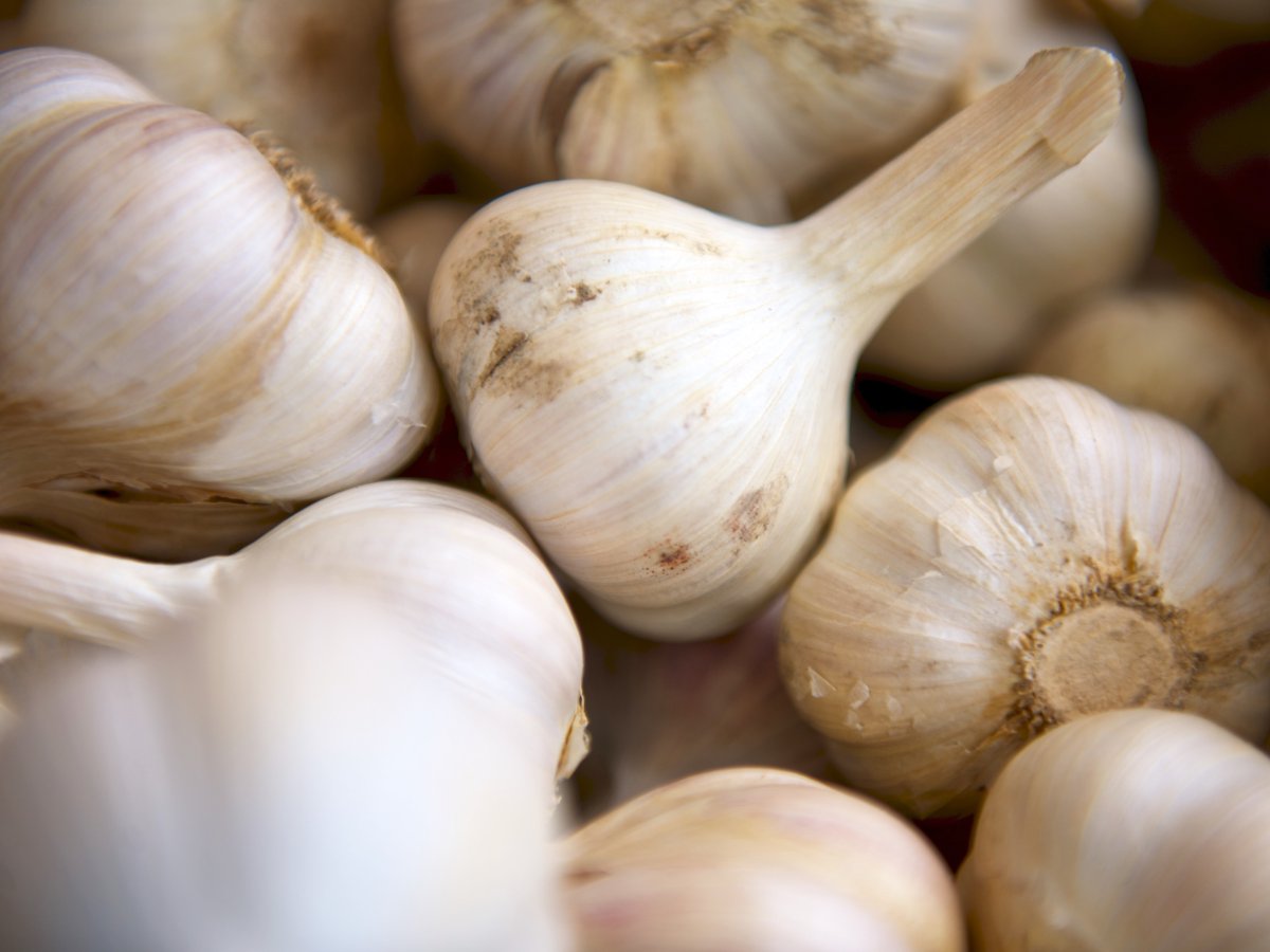FoodatAU's tweet photo. Did you know there are over 450 different varieties of garlic? 
Today is National Garlic Day! https://t.co/1ZiVctxQsi