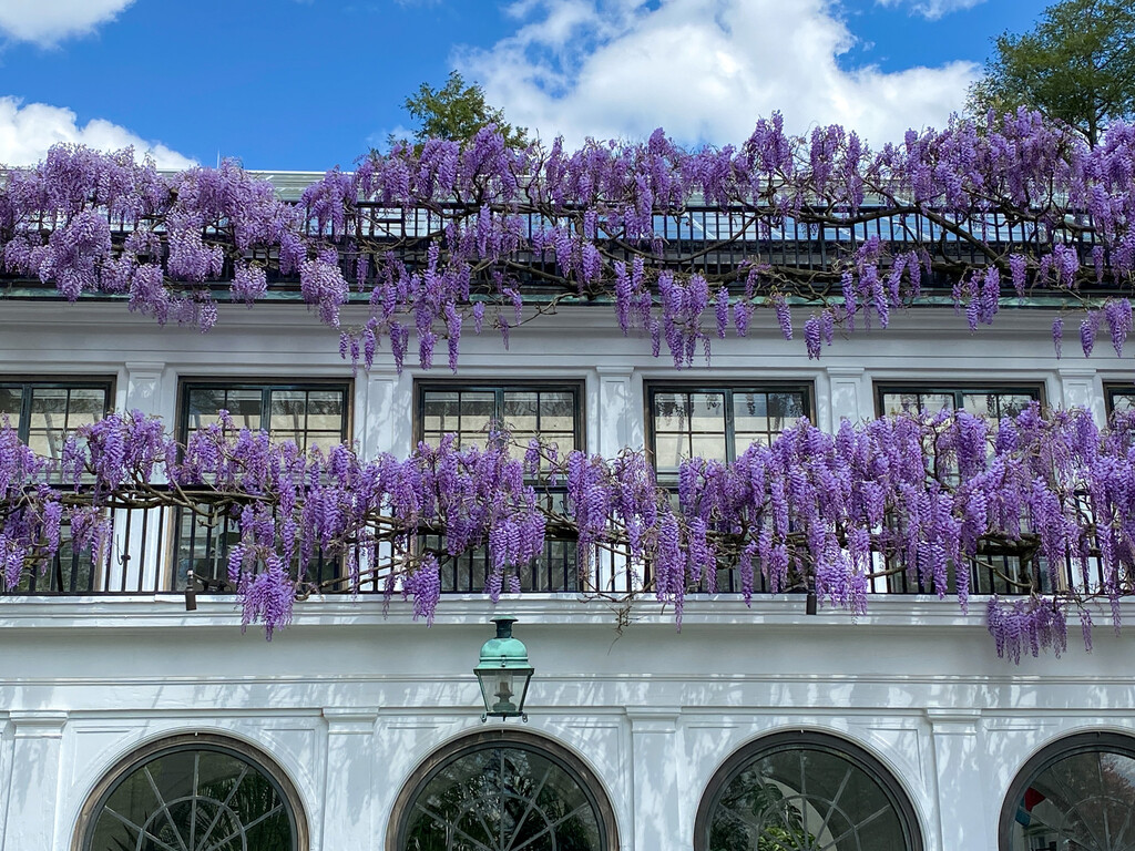 The warm weather inspired the Japanese wisteria climbing along the facade  of our Peirce-du Pont House to burst into bloom, while our #Wisteria Garden  is not far behind. Weather permitting, we anticipate