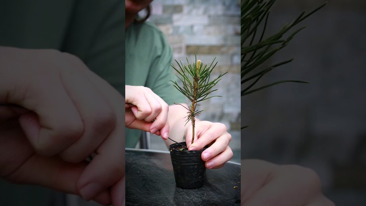 AllForGardening's tweet image. How to Shape a #Bonsai ...
 
#BonsaiArt #BonsaiDesign #BonsaiLife #BonsaiLovers #BonsaiSeedling
 
allforgardening.com/446965/how-to-…