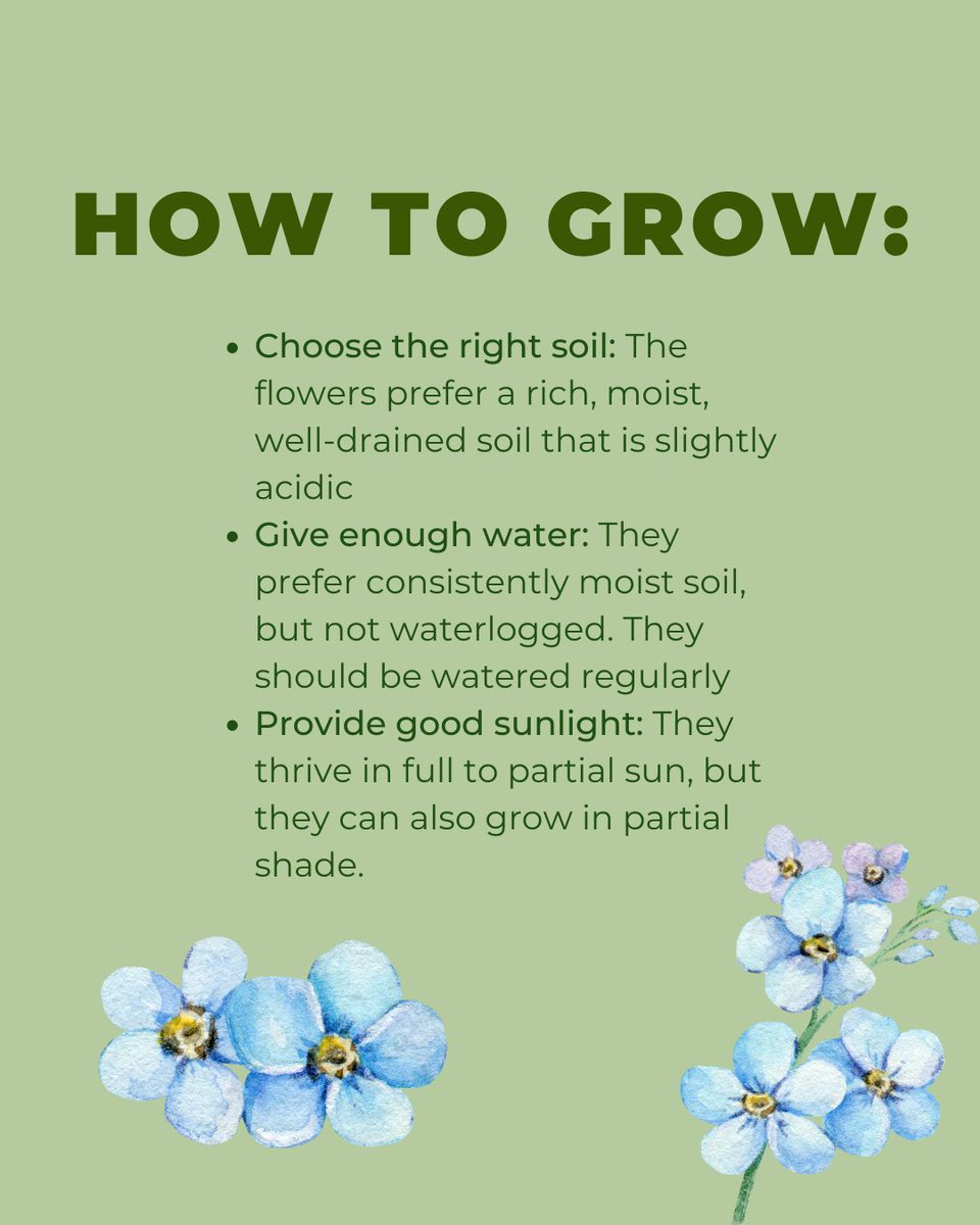 Garden_Indoors's tweet photo. Discover everything about these dainty and charming Forget-Me-Not flowers in this post. 💙🌸 Swipe to learn more!
.
#forgetmenotflowers #flowercaretips #gardening101 #plantlove #springflowers #homegarden #blooms #naturephotography https://t.co/rQiWfEobd5