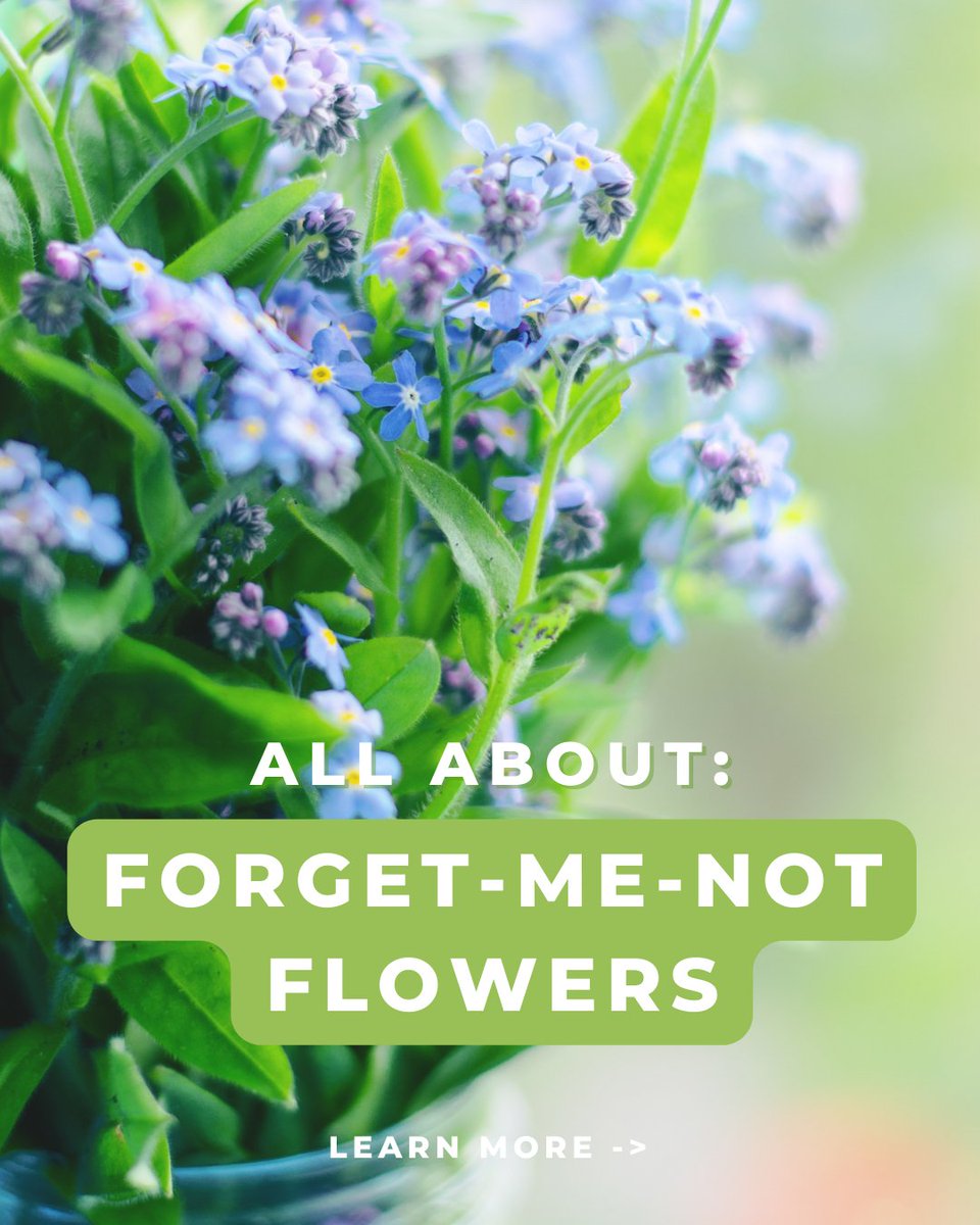 Garden_Indoors's tweet photo. Discover everything about these dainty and charming Forget-Me-Not flowers in this post. 💙🌸 Swipe to learn more!
.
#forgetmenotflowers #flowercaretips #gardening101 #plantlove #springflowers #homegarden #blooms #naturephotography https://t.co/rQiWfEobd5