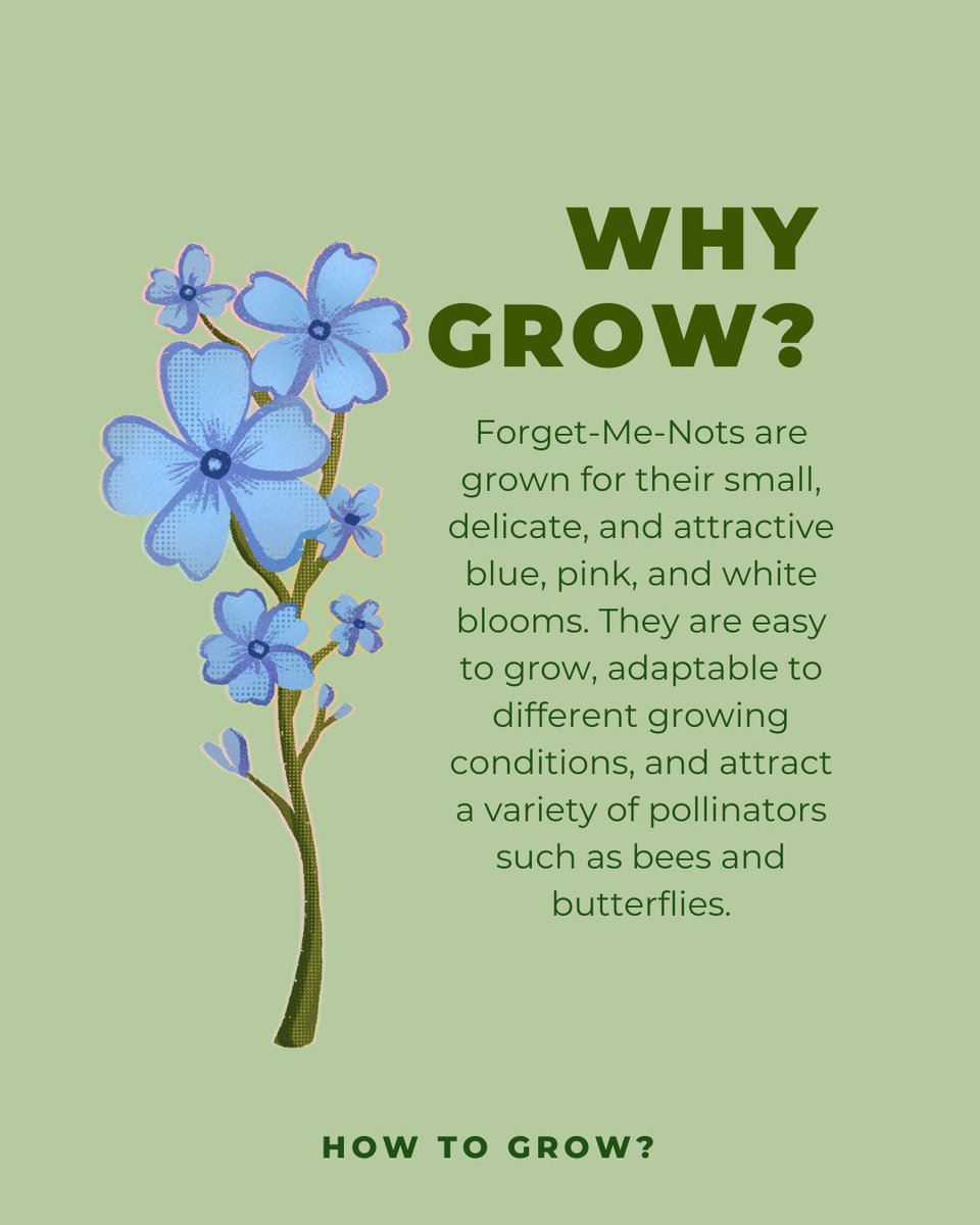 Garden_Indoors's tweet photo. Discover everything about these dainty and charming Forget-Me-Not flowers in this post. 💙🌸 Swipe to learn more!
.
#forgetmenotflowers #flowercaretips #gardening101 #plantlove #springflowers #homegarden #blooms #naturephotography https://t.co/rQiWfEobd5