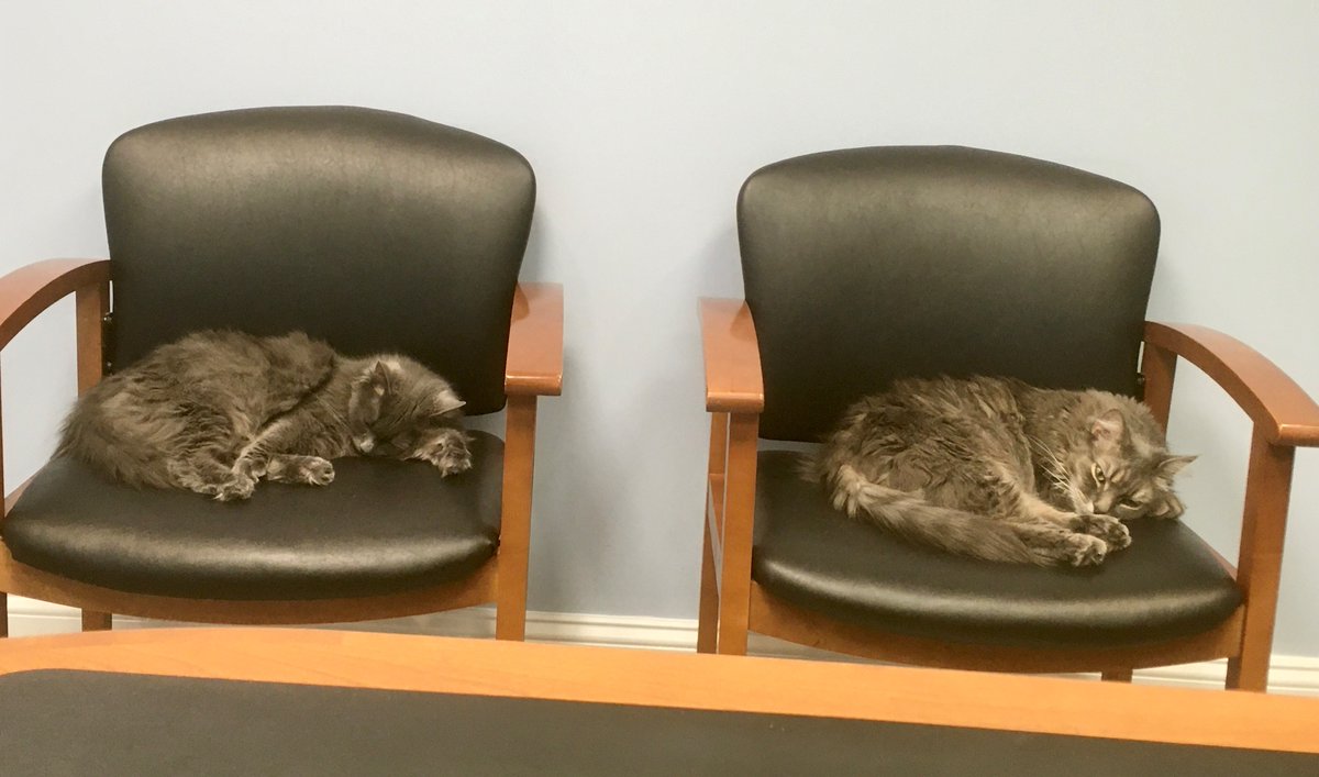 Squeaky and Warty are hard at work, well maybe after their nap.  #officecats  #rescuecats #cutecats #AlexandriaVa