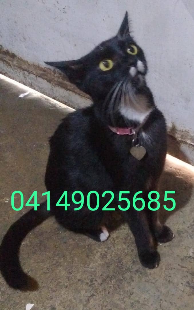 la_correita's tweet photo. Difundo caso de terceros
🚨Tengo resguardada esta gata, apareció por calle Santa Marta del sector Monte Piedad parte baja, quiero devolvérsela a su dueño porq tiene crías, se nota recién parida, si reconocen de dónde es el dueño avísenle 
#gataextraviada
RT 🙏🏻🙏🏻🙏🏻🙏🏻 https://t.co/vKnGOXTxyv