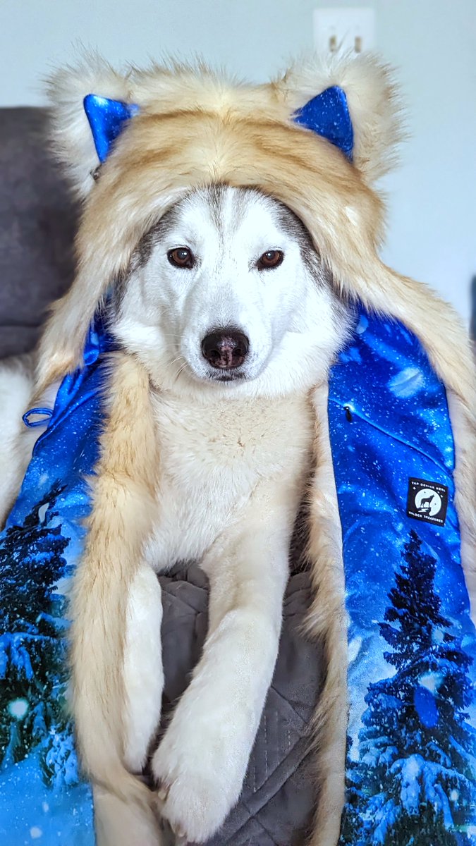 Gone to the Snow Dogs tweet media