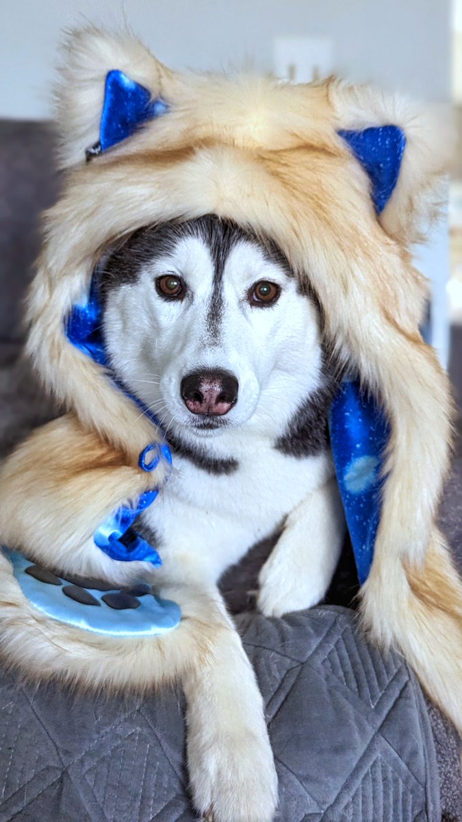 Gone to the Snow Dogs tweet media