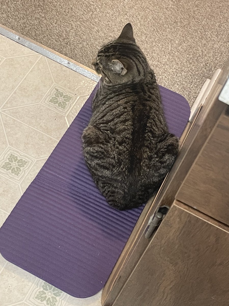 inquiriesofart's tweet photo. I put down this random extra piece of an exercise mat in the kitchen because I noticed Reiley was often sitting on our standing mats rather than the tile so it makes me happy when she uses it https://t.co/YlBJfOnNp5