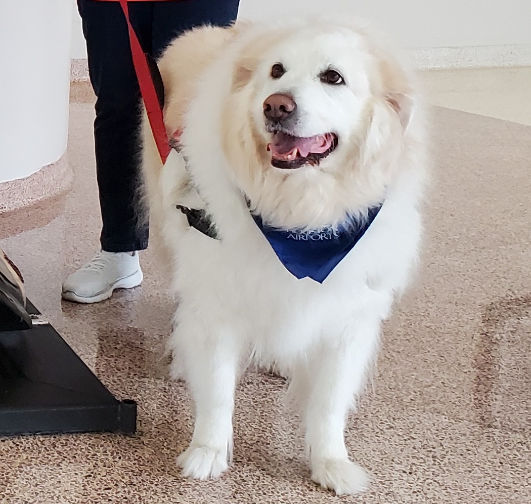 sgsryd's tweet photo. Mia will be dolling out Furtherapy today @iah from 1130 - 130 in Terminal A. Look out for her and her Hooman Betsy. Safe Travels everyone! @APTherapyDogs @CrisAlcivar @ellaghica https://t.co/SgnDzx9bKl