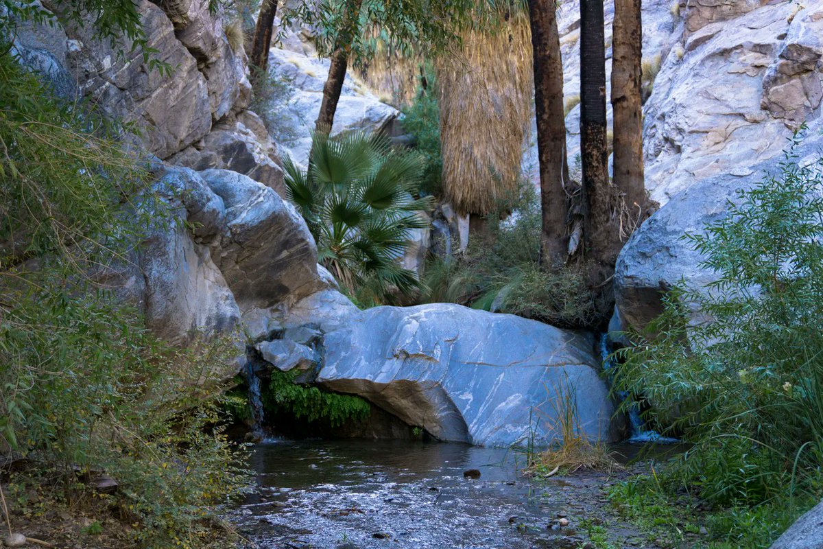 The Murray Canyon hike is truly one of the most beautiful desert hikes in California -- and that's saying something! bit.ly/2pf8whR