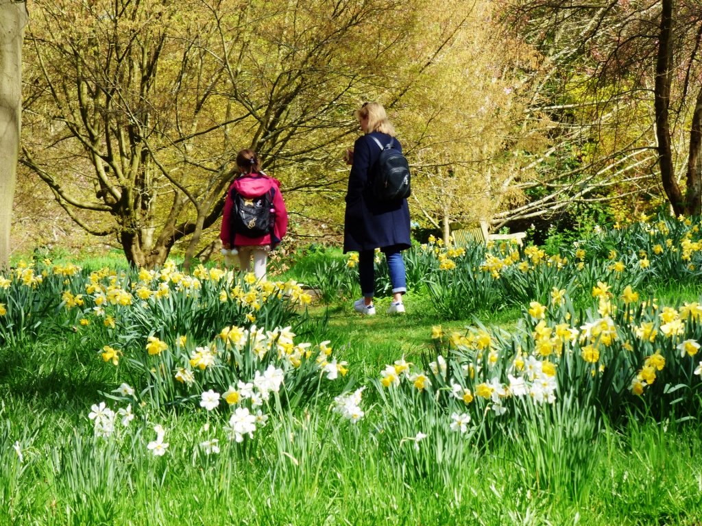 kamhongleung2's tweet photo. @kewgardens ❤️🌻🌳🙂A welcome ‘Sign of #Spring’ with explosion of #Life & #Colours #SpringAtKew @KewGardens
#KewGardens #FlowersLovers #Nature #NaturePhotography #NatureLover #NatureLovers #Tree #Trees #TreePhotography #Daffodil https://t.co/wyKMRocuyu