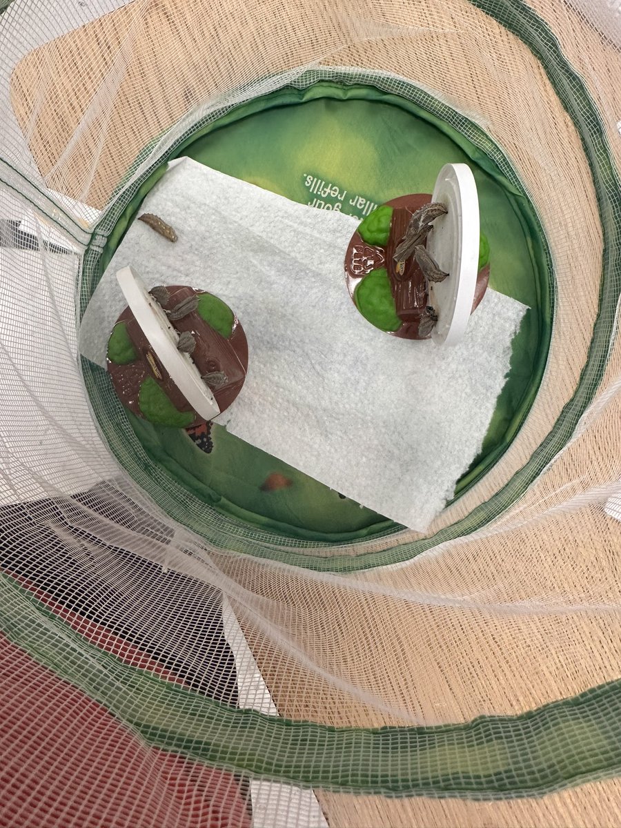MrsMessina_SPED's tweet photo. Moved to their butterfly habitat!! Unfortunately one didn’t stick to the top, so it will make its way up when it emerges from their chrysalis!! 🦋 
@pattypdl32 @D123OLHMS https://t.co/xyazRPZxmD