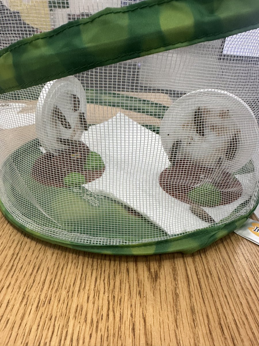 MrsMessina_SPED's tweet photo. Moved to their butterfly habitat!! Unfortunately one didn’t stick to the top, so it will make its way up when it emerges from their chrysalis!! 🦋 
@pattypdl32 @D123OLHMS https://t.co/xyazRPZxmD