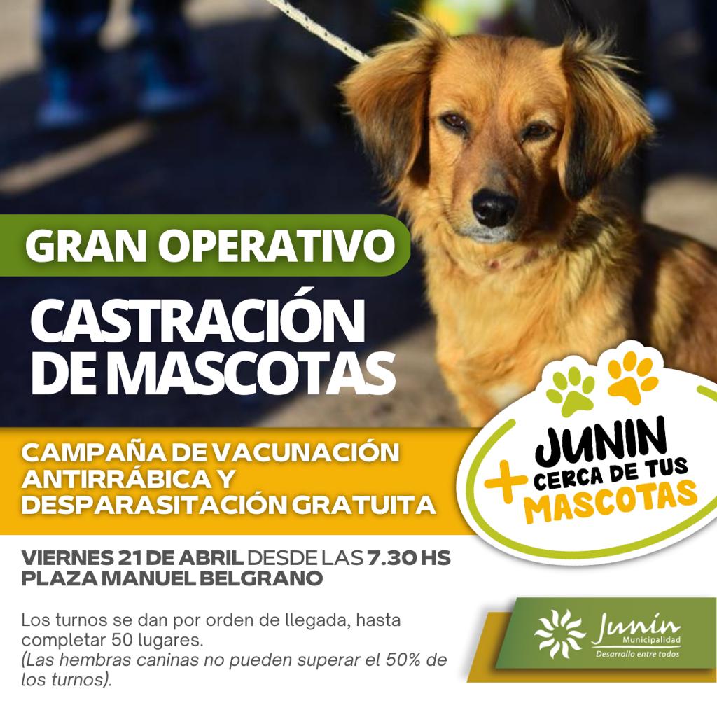 MuniJuninMdz's tweet photo. 🔴 ATENCIÓN LA COLONIA
Campaña de vacunación antirrábica y desparasitación 
gratuita

Viernes 21 de abril 7.30. Los turnos se dan por orden de llegada, hasta completar 50 lugares. 
(Las hembras caninas no pueden superar el 50% de los turnos) https://t.co/3NIk55KmkX