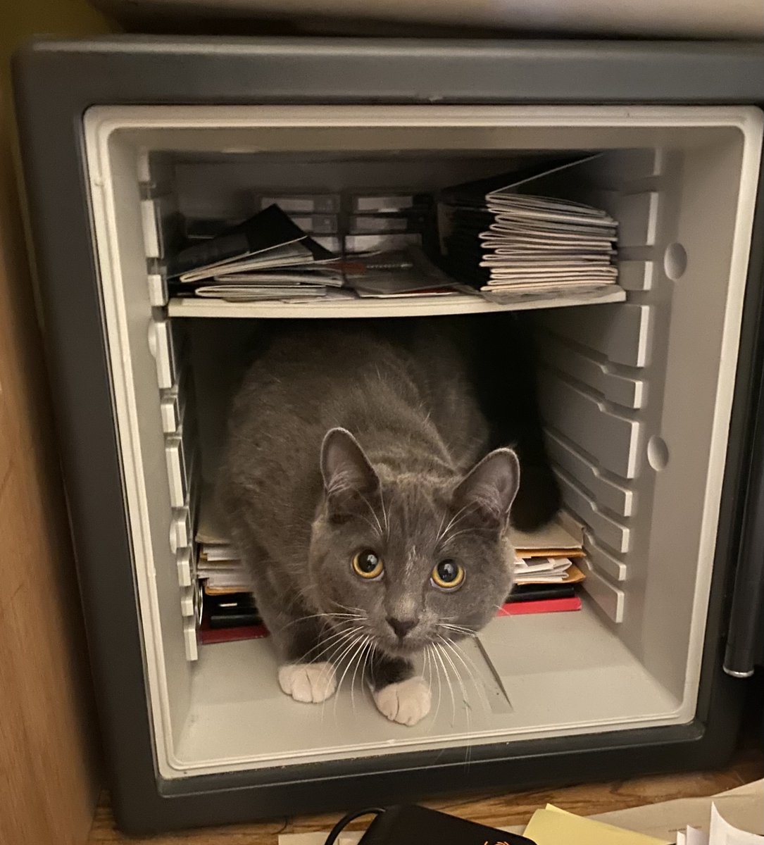 DH was filing paperwork and found Socks hiding in the safe. I personally think she was guarding our important documents. Good to see her finally earning her keep. 🤣