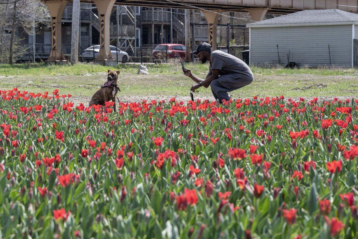 The power of art and nature in action: Amanda Williams turns brownfields into a sea of red tulips, marking the footprints of demolished homes. #CommunityGardening #SocialJustice #RedefiningRedlining

hpherald.com/evening_digest…
