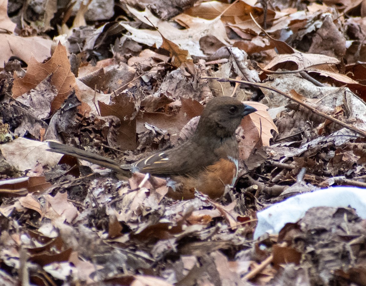 madsurf19's tweet photo. 4.16 A Black and White Warbler in the Loch, a Yellow Rumped Warbler near Azalea Pond, a Female Eastern Towhee w her presumed mate nearby the Belvedere Castle & that stunning yellow eye and reddish colors of a Brown Thrasher within the Ramble #birding #birdingcpp #springmigration https://t.co/Gkv3bRusw2