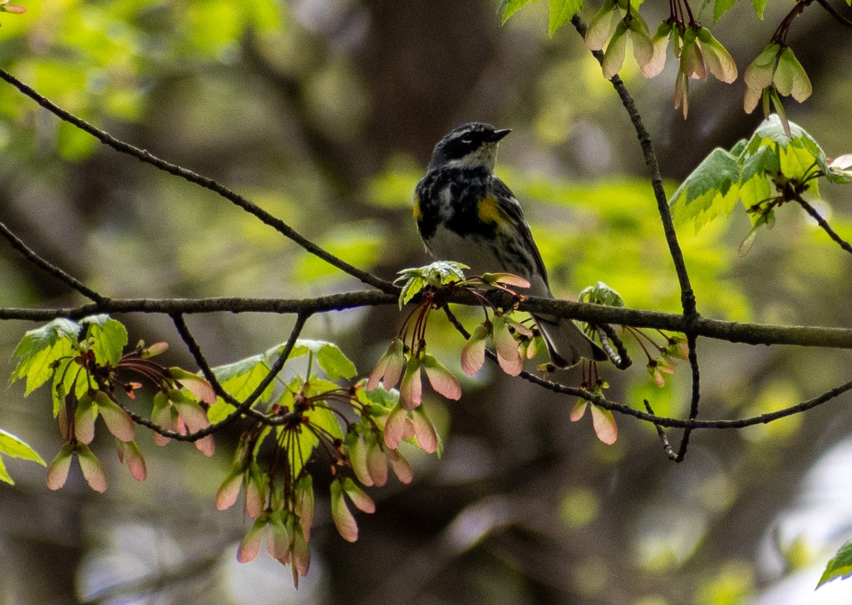 madsurf19's tweet photo. 4.16 A Black and White Warbler in the Loch, a Yellow Rumped Warbler near Azalea Pond, a Female Eastern Towhee w her presumed mate nearby the Belvedere Castle & that stunning yellow eye and reddish colors of a Brown Thrasher within the Ramble #birding #birdingcpp #springmigration https://t.co/Gkv3bRusw2