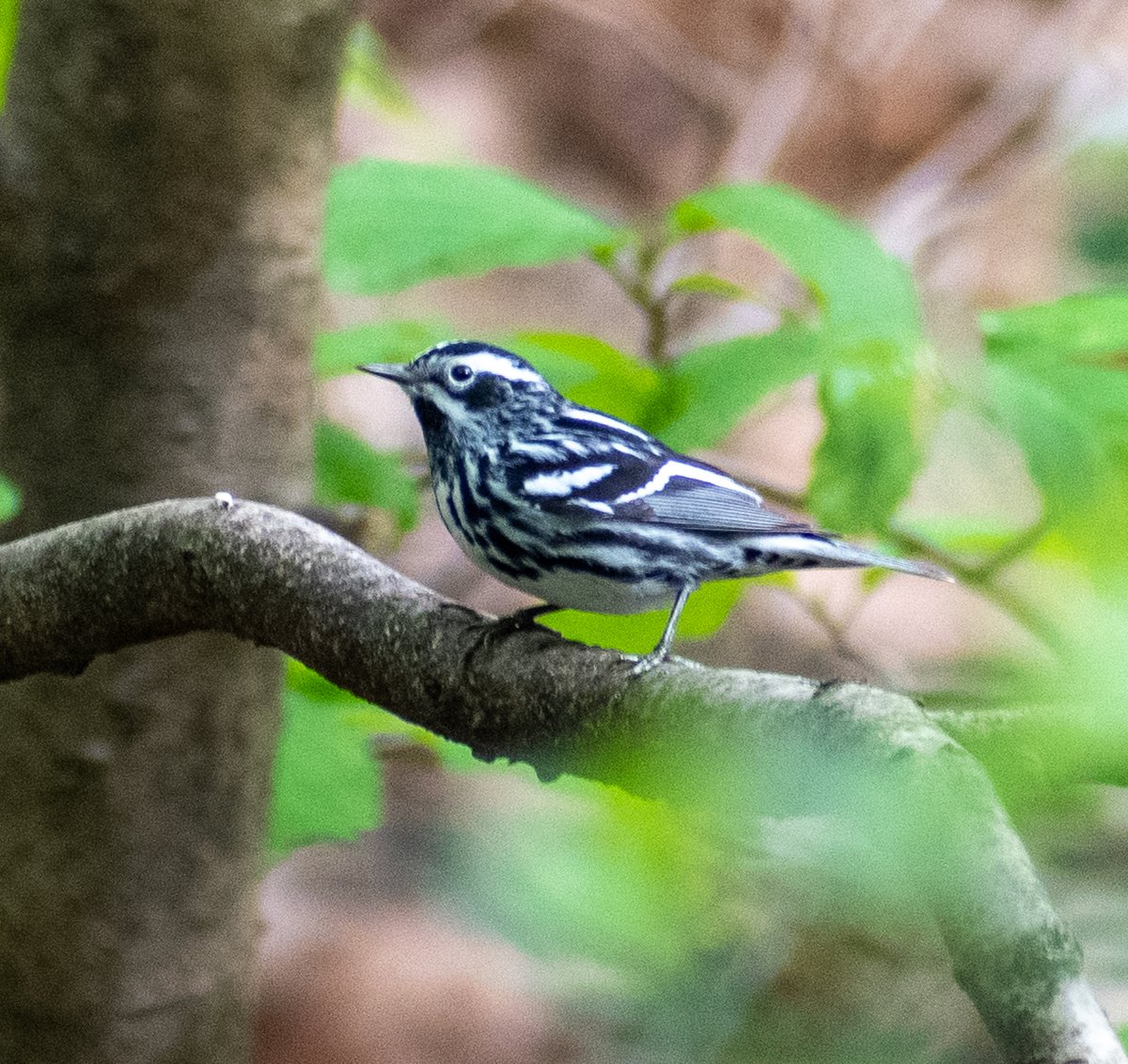 madsurf19's tweet photo. 4.16 A Black and White Warbler in the Loch, a Yellow Rumped Warbler near Azalea Pond, a Female Eastern Towhee w her presumed mate nearby the Belvedere Castle & that stunning yellow eye and reddish colors of a Brown Thrasher within the Ramble #birding #birdingcpp #springmigration https://t.co/Gkv3bRusw2