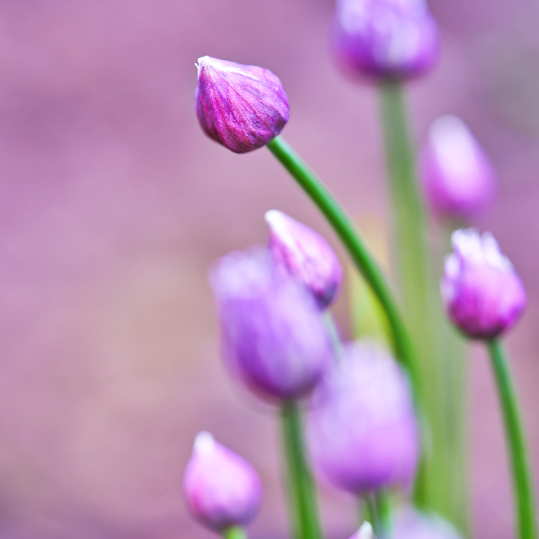 andeye_laura's tweet photo. Flower Photo Portfolio image - Chives flowers

#summerflowers #summergarden #flowerphotography #horticulturephotography #gardenphotography #herbgardenphotography #herbgarden #chives #chivesflowers #pinkflowers https://t.co/yqX4DruCZS