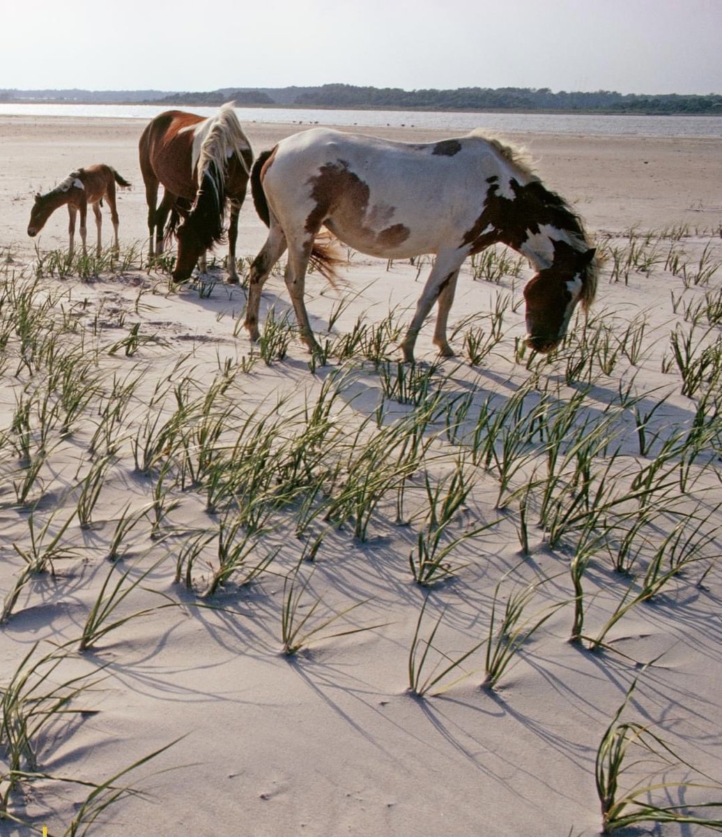 NATURALEZA (@naturalezav3) on Twitter photo 