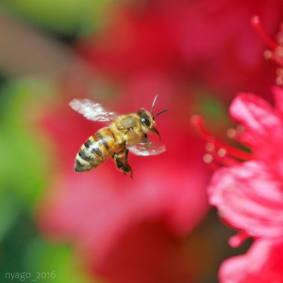 nyago_2016's tweet photo. #honeybee #flying #飛翔
#蜜蜂 #ミツバチ #蜂 #bee
#ツツジ #つつじ #azalea #花 #flower #flowers #redflowers #redazalea
#昆虫 #insect https://t.co/I5asq398MZ