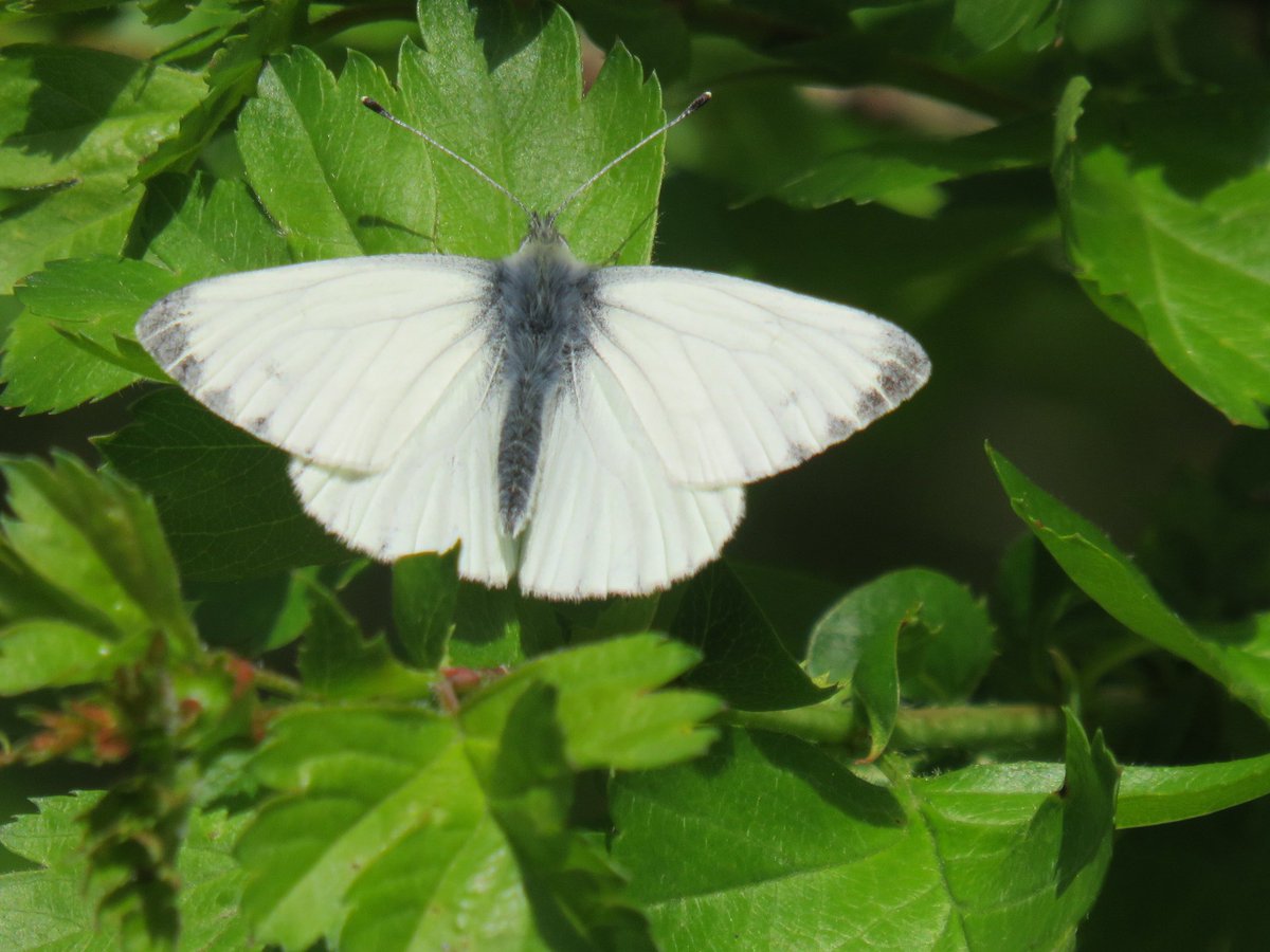 nishaparmar191's tweet image. Spring is hear when #Orangetips are close by.. @BedsNthantsBC