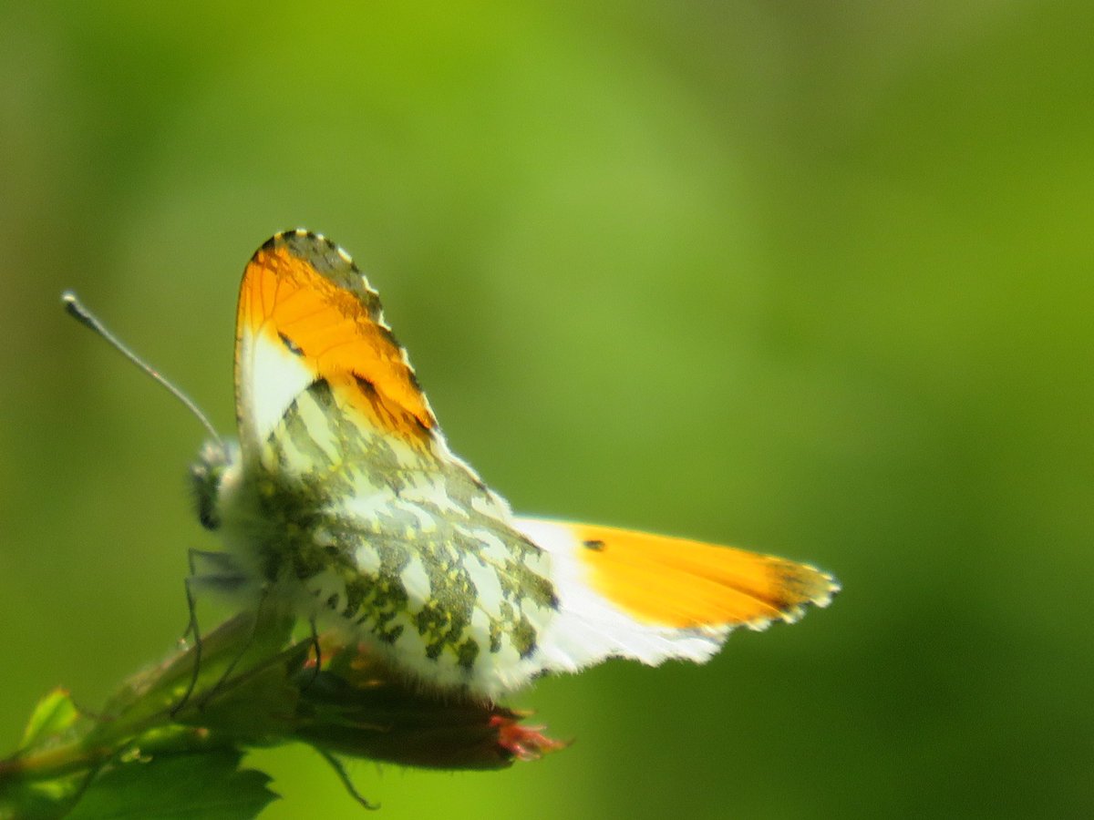nishaparmar191's tweet image. Spring is hear when #Orangetips are close by.. @BedsNthantsBC