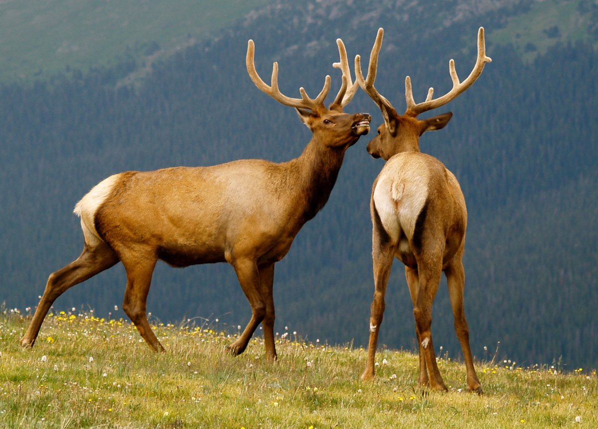nptrips's tweet photo. National Park Week starts THIS SATURDAY! How could you not smile? 😁 😁 😁 

Entrance fees will be waived on April 22 to kick off the celebration, get out there and explore! 🗺️
...
📍: Rocky Mountain National Park
📷: Robert Shoop
🌐: https://t.co/hom9lJAzLS https://t.co/312Ajx5QUg