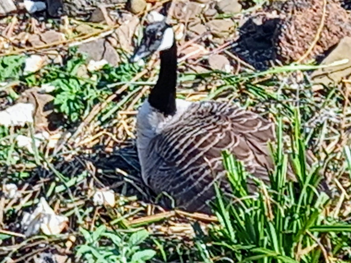 gsobrepera's tweet photo. les oques (del Canadà) van descalces♪  descalces ♪ descalces.♫♪
@birdcatalunya https://t.co/W18Xsjd8H6