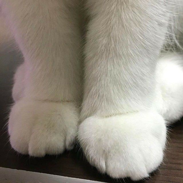 91tkitten's tweet image. paw 🐾