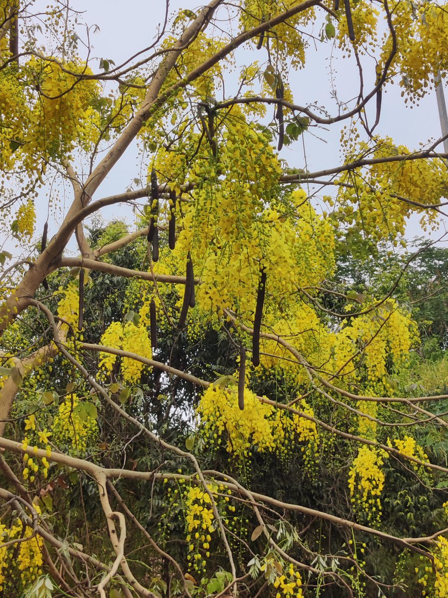 Manish9225's tweet photo. #MelghatTigerReserve
Cassia fistula, also known as golden shower ( family:Fabaceae )The species is native to the Indian subcontinent and adjacent regions of Southeast Asia. It is the official state flower of Kerala state in https://t.co/dRFnpkZmkD is also used in herbal medicine. https://t.co/oVsuiCSi2k