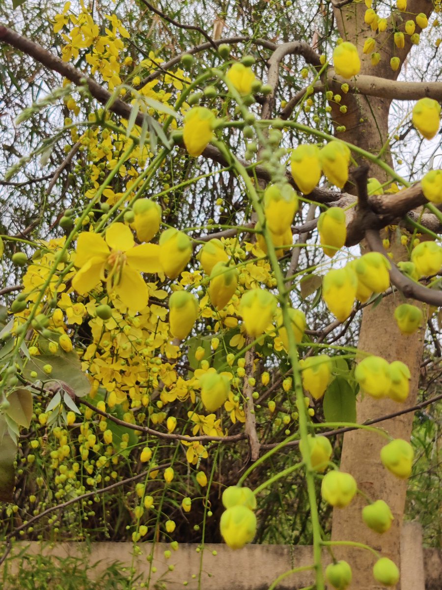 Manish9225's tweet photo. #MelghatTigerReserve
Cassia fistula, also known as golden shower ( family:Fabaceae )The species is native to the Indian subcontinent and adjacent regions of Southeast Asia. It is the official state flower of Kerala state in https://t.co/dRFnpkZmkD is also used in herbal medicine. https://t.co/oVsuiCSi2k