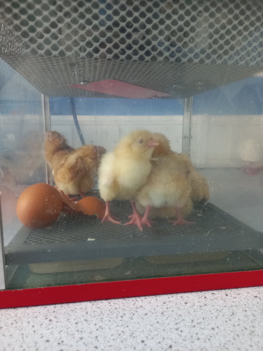 KTSScience's tweet photo. Thanks Living Eggs for this year's batch. 6 hatched 4 to go 🤞 https://t.co/YaLz8Q8h4q