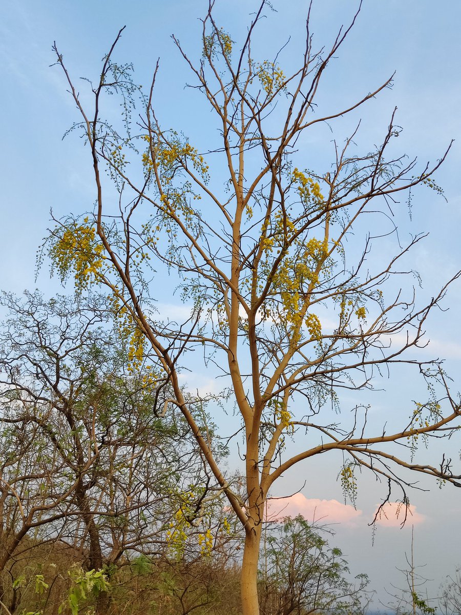 Manish9225's tweet photo. #MelghatTigerReserve
Cassia fistula, also known as golden shower ( family:Fabaceae )The species is native to the Indian subcontinent and adjacent regions of Southeast Asia. It is the official state flower of Kerala state in https://t.co/dRFnpkZmkD is also used in herbal medicine. https://t.co/oVsuiCSi2k