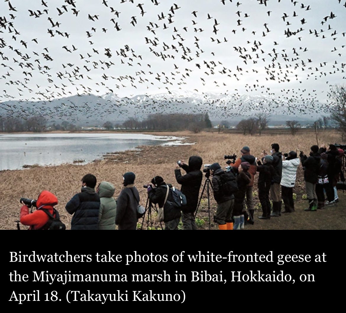 Johnny_suputama's tweet photo. An estimated 49,000 geese were spotted at the Miyajimanuma marsh, Japan’s largest and northernmost stopover point for the migratory birds.

https://t.co/XKIt9c4rWM https://t.co/kNHpYS72Om