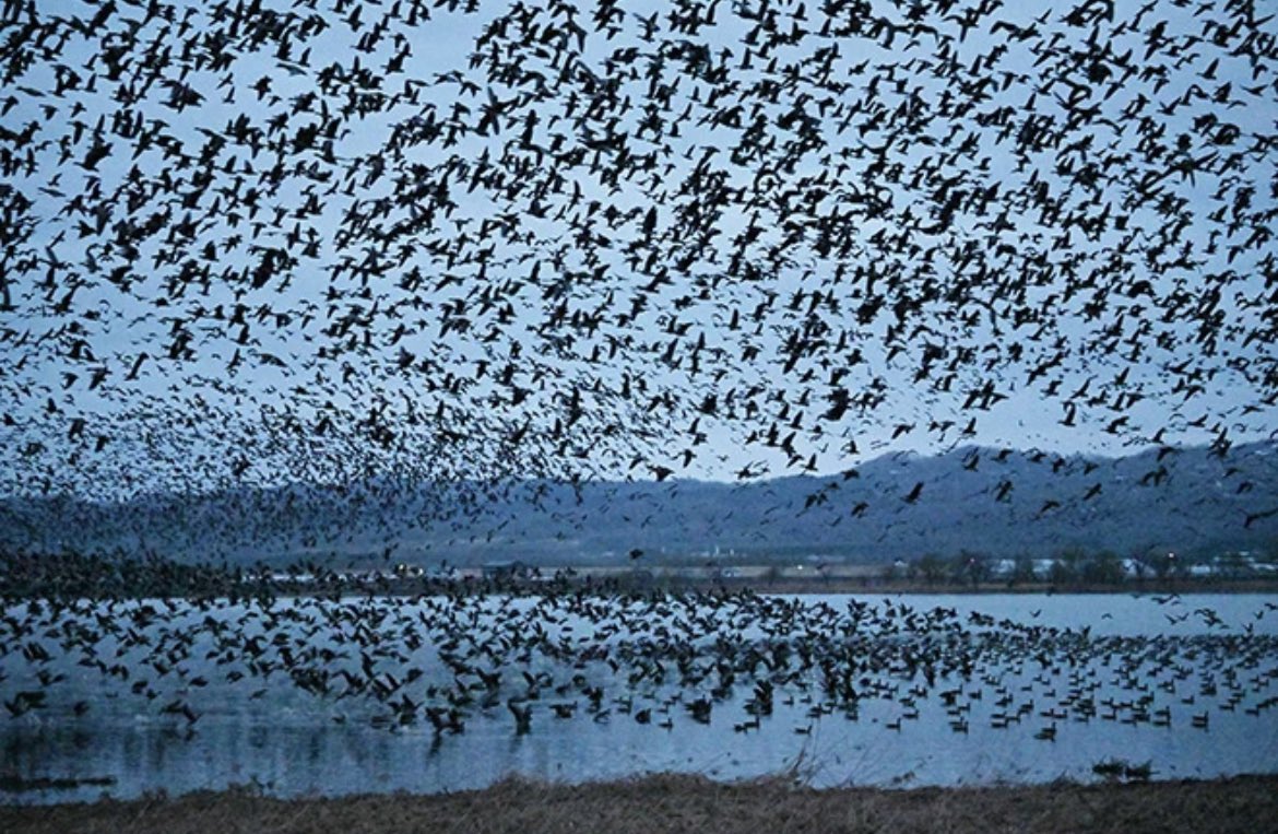 Johnny_suputama's tweet photo. An estimated 49,000 geese were spotted at the Miyajimanuma marsh, Japan’s largest and northernmost stopover point for the migratory birds.

https://t.co/XKIt9c4rWM https://t.co/kNHpYS72Om