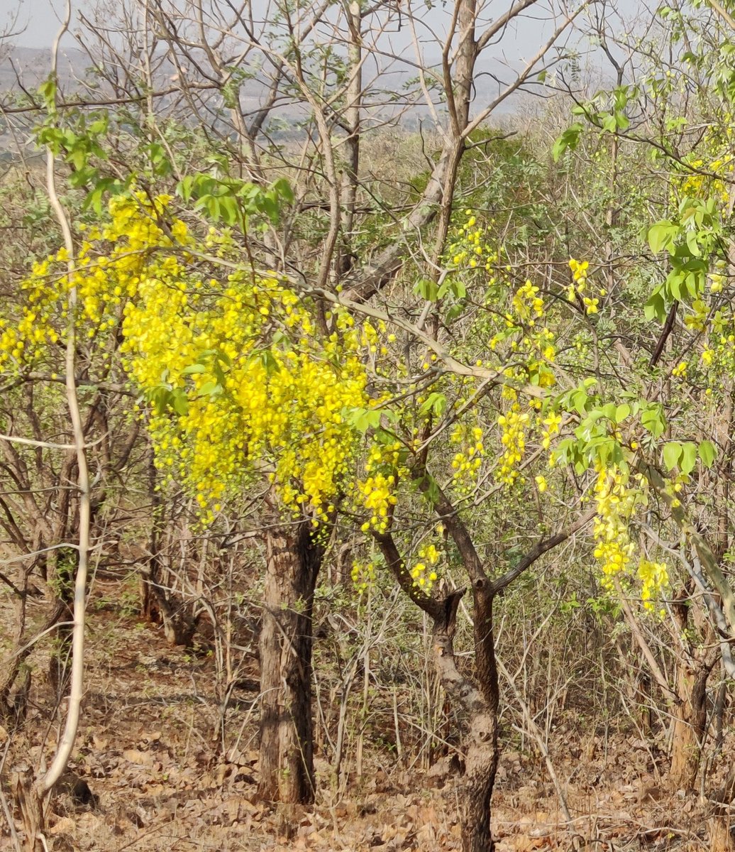 Manish9225's tweet photo. #MelghatTigerReserve
Cassia fistula, also known as golden shower ( family:Fabaceae )The species is native to the Indian subcontinent and adjacent regions of Southeast Asia. It is the official state flower of Kerala state in https://t.co/dRFnpkZmkD is also used in herbal medicine. https://t.co/oVsuiCSi2k