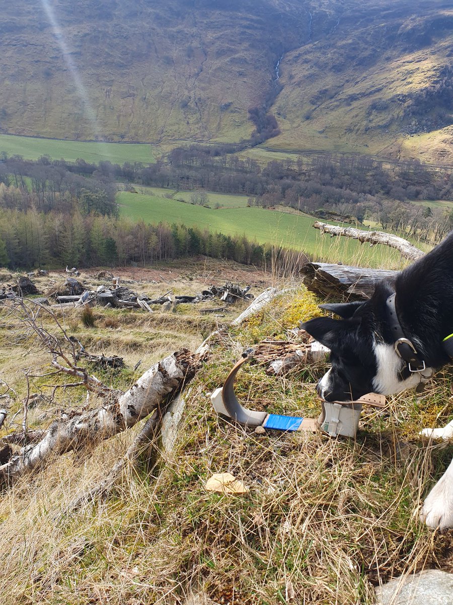 Deer diary: Have successfully downloaded 21896 collar locations and 324499 activity records from a year of data collection. Can't wait to see what it all looks like!