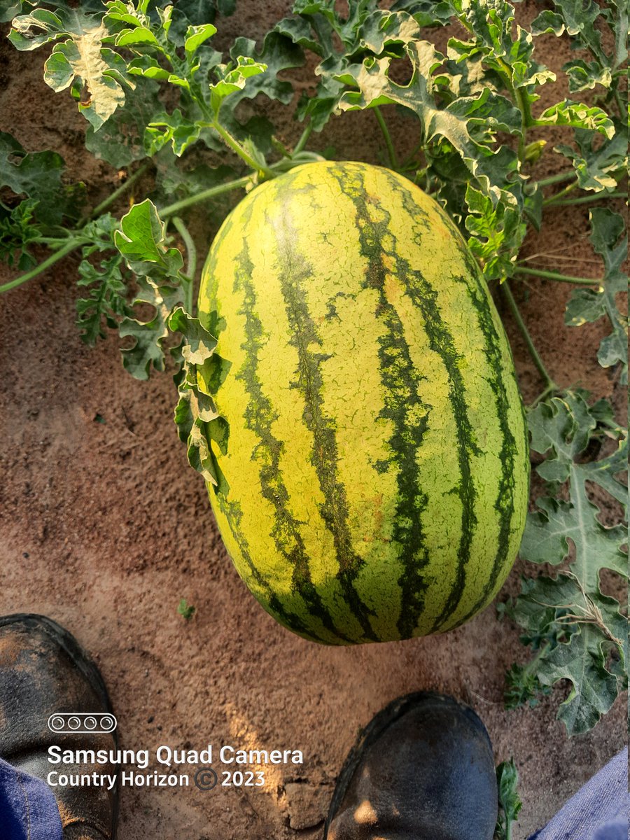 TakueMdumeni's tweet photo. Crop : Watermelon
Variety: Kito F1 @SeedCoVegZim
Plants : 11000
Area : Mhondoro 
Current size : 8 kg
Targeted size :15kg plus
Management : Country Horizon @CountyHorizon
@Fran_Mapindani
@PoteDior @socrates_katito
#TurningAgricultureintoAgribusiness
#YesFarmersWeCan https://t.co/EhMaYyx54e