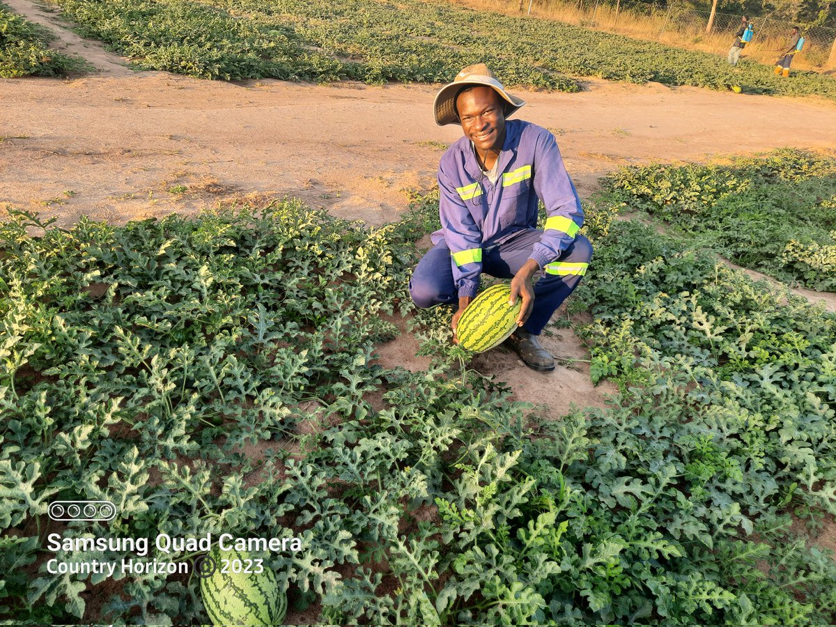 TakueMdumeni's tweet photo. Crop : Watermelon
Variety: Kito F1 @SeedCoVegZim
Plants : 11000
Area : Mhondoro 
Current size : 8 kg
Targeted size :15kg plus
Management : Country Horizon @CountyHorizon
@Fran_Mapindani
@PoteDior @socrates_katito
#TurningAgricultureintoAgribusiness
#YesFarmersWeCan https://t.co/EhMaYyx54e