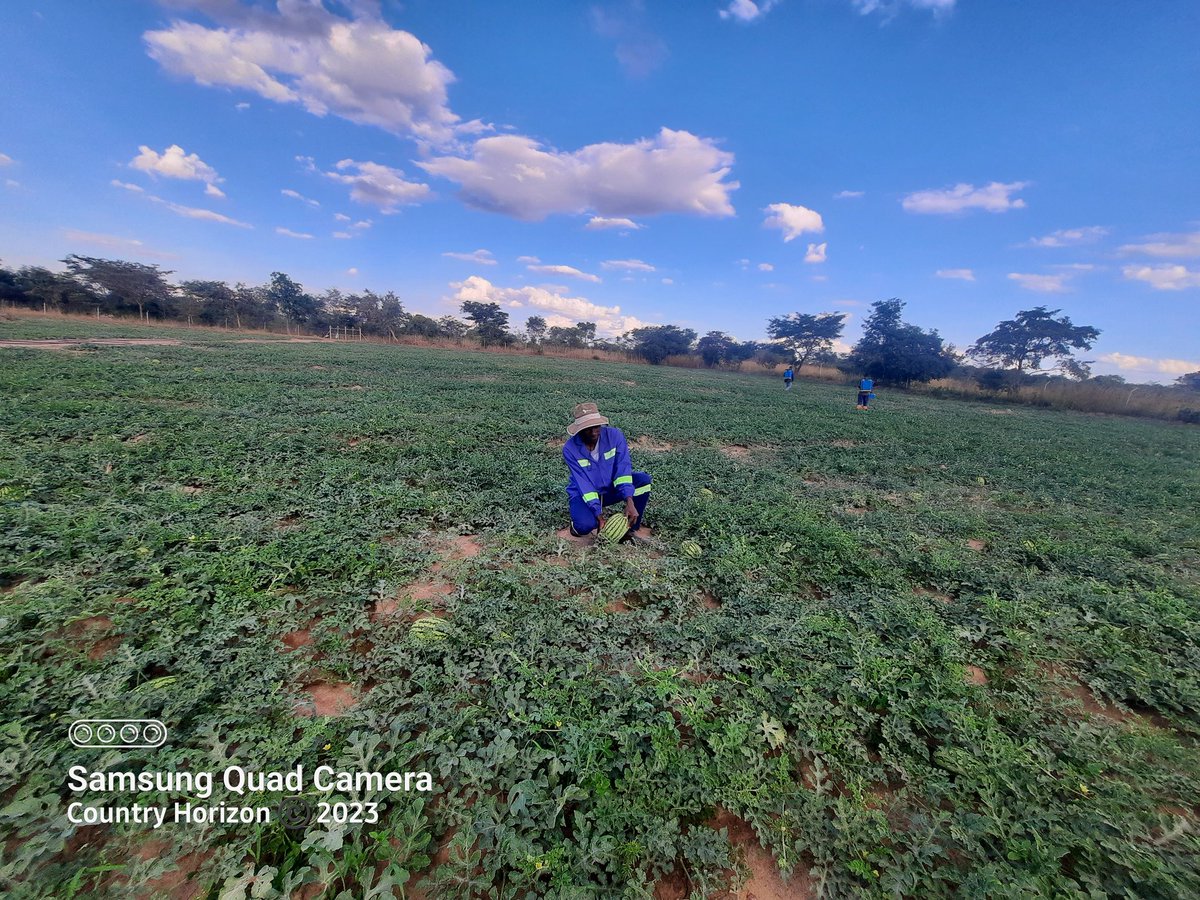 Crop : Watermelon
Variety: Kito F1 <a href="/SeedCoVegZim/">Seed Co Vegetables Zim</a>
Plants : 11000
Area : Mhondoro 
Current size : 8 kg
Targeted size :15kg plus
Management : Country Horizon <a href="/CountyHorizon/">County Horizon Pvt🇿🇼</a>
<a href="/Fran_Mapindani/">Francis B. Mapindani</a>
<a href="/PoteDior/">Dior Pote</a> <a href="/socrates_katito/">Socrates Munya Katito</a>
#TurningAgricultureintoAgribusiness
#YesFarmersWeCan