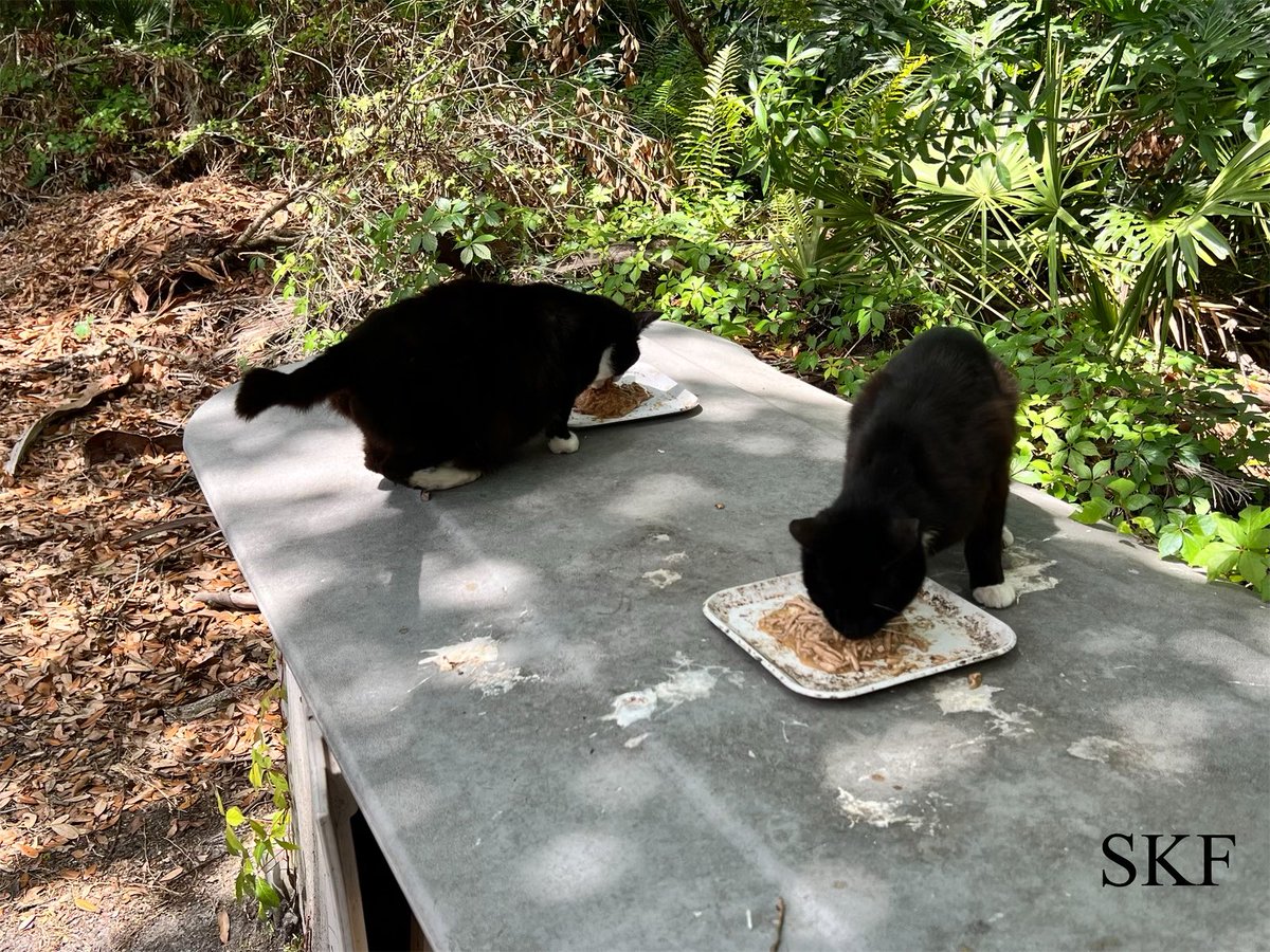 Little-Socks & Misty have finished their #WednesdayMorning joint Woods & Wetlands #HedgeWatch Patrols at the Big Guy’s main work campus, 
👮‍♂️🌳🌲🏢
And now they are enjoying their lunch.
😻😻😻
#CatsofTwitter 
#CommunityCats
#TuxieCats